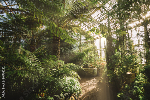 Dreamy landscape with exotic evergreen plants in greenhouse. Beautiful sunlight breaks through the window. Old tropical botanic garden. A variety of plants: palms, ferns, and conifers. Nature concept.