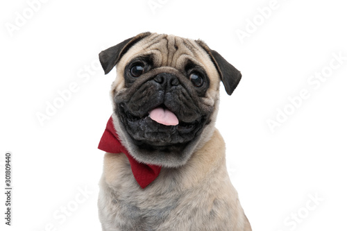 happy pug sticking out tongue and wearing red bowtie