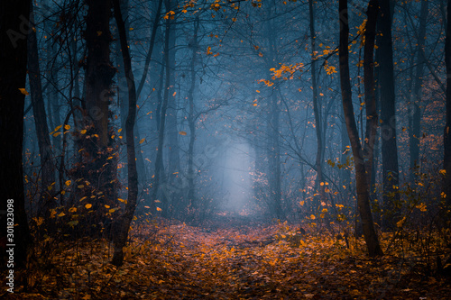 Beautiful, foggy, autumn, mysterious forest with pathway forward. Footpath among high trees with yellow leaves.