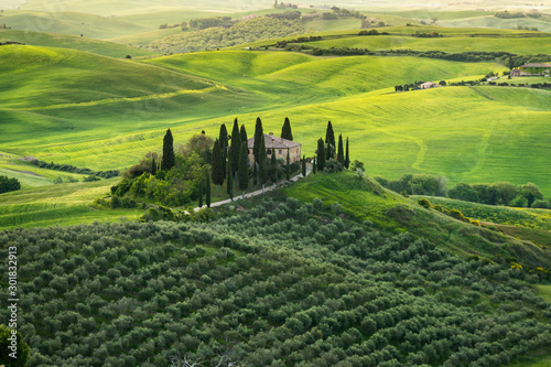 Belweder w Toskanii, plantacja oliwek na tle innych ogrodów oliwnych, Włochy