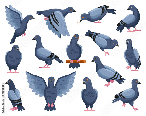 Pigeon of peace cartoon vector illustration on white background.Vector illustration set icon dove of bird .Isolated set cartoon icon pigeon.
