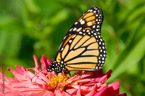 close up of a monarch butterfly feeding on a pink flower in the garden.