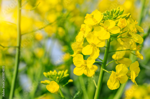 Close up of rape flower in the filed