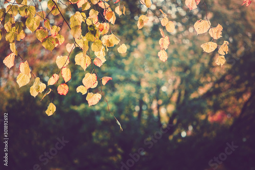 Autumn color in Hyde Park UK