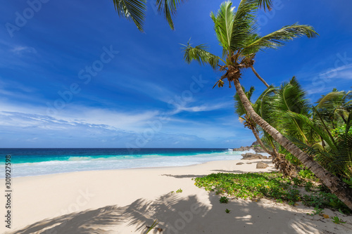 Palm trees on sunny beach and turquoise sea in Seychelles. Summer vacation and tropical beach concept.