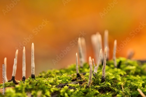 Gruppe von Pilzen im Herbst auf Moos vor goldenem Hintergrund, geweihfoermige Holzkeule Xylaria hypoxylon