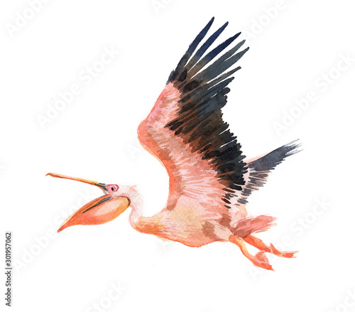 Watercolor single pelican animal isolated on a white background illustration. 