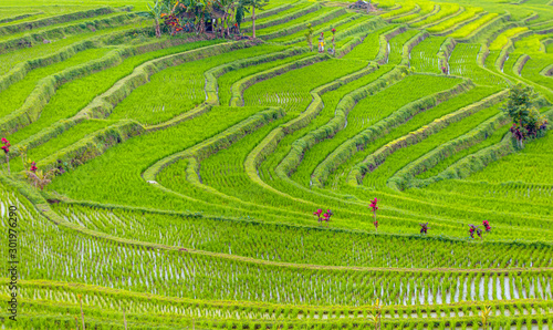 Green rice terrace fields of Jatiluwih in Bali island - Ubud, Indonesia