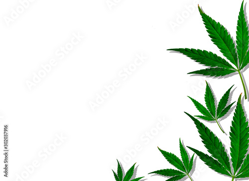 Creative cannabis leaves background. Minimal CBD concept. Flat lay.