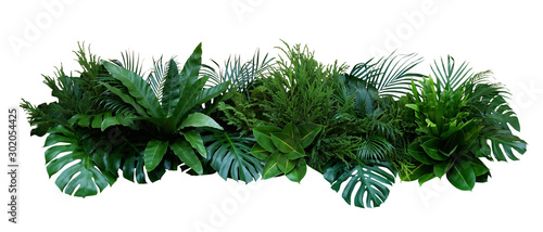 Zielone liście roślin tropikalnych krzew (Monstera, palma, roślina gumowa, sosna, paproci gniazdo ptaka) kwiatowy układ wewnątrz ogród natura tło na białym tle, zawiera ścieżkę przycinającą.