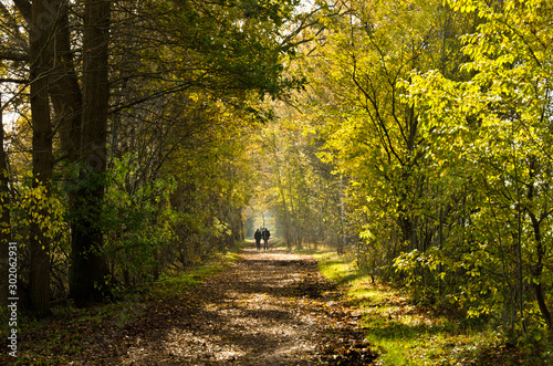 Autumn walk in a moor, an area of nature protection in Norderstedt, Germany