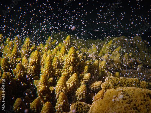 Acropora coral spawning on Magnetic Island