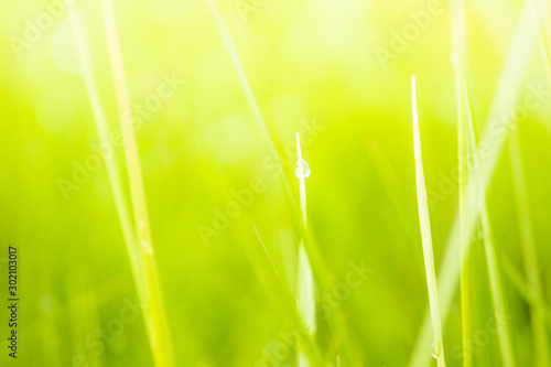 Fresh lush green grass on meadow with drops of water dew in morning light in spring summer outdoors close-up macro, panorama. Beautiful artistic image of purity and freshness of nature, copy space.