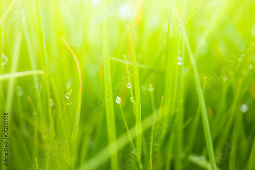 Fresh lush green grass on meadow with drops of water dew in morning light in spring summer outdoors close-up macro, panorama. Beautiful artistic image of purity and freshness of nature, copy space