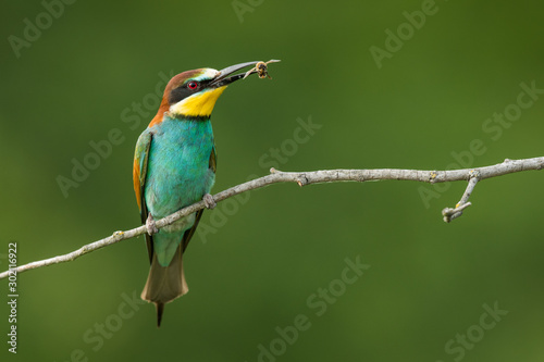 European bee-eater in the natural environment, wildlife, close up, Europe, Merops apiaster 