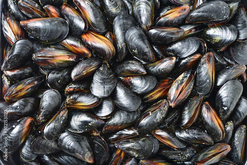 mussel background