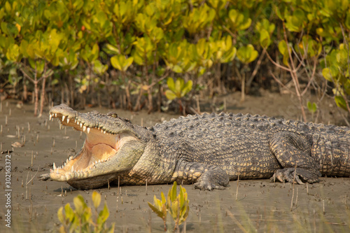 Saltwater Crocodile, Crocodilus porosus, Sundarbans, West Bengal, India