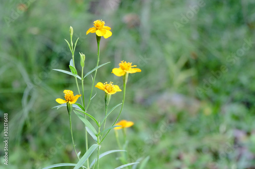 Yellow daisy wild flower on green field