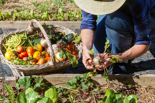 Au potager - récolte de légumes - betterave