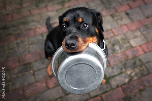 rottweiler dog holding a food bowl 