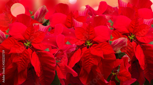 scarlet poinsettia flower or christmas star