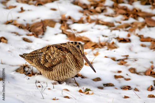 Camouflage bird woodcock. Brown dry leaves and white snow background. Bird: Eurasian Woodcock. Scolopax rusticola.