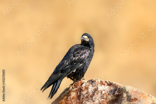 Rook. Corvus frugilegus. Yellow nature background.