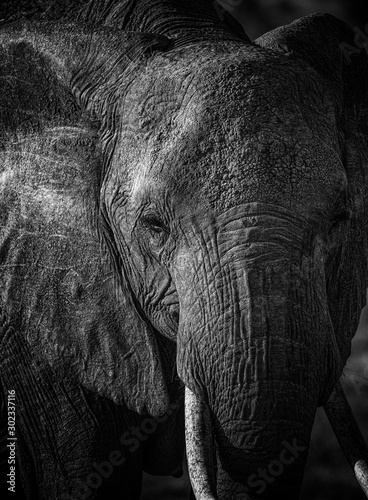 Elephant Portrait, Masai Mara, Kenya