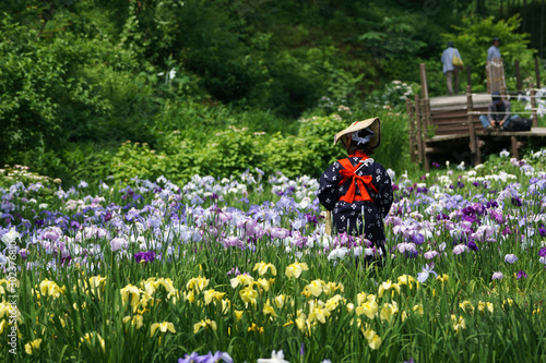 花菖蒲が満開のせせらぎ公園の花摘み娘