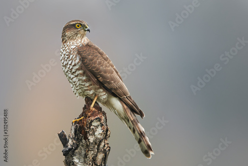 Sparrow hawk (Accipiter nisus) female