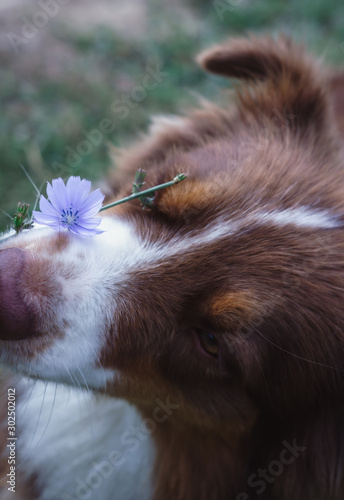  beautiful look dog portrait and flower