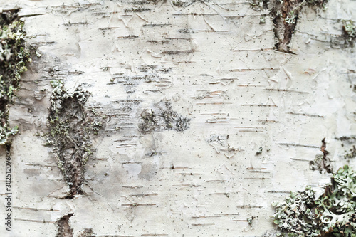 White birch tree bark with lichen growing on it