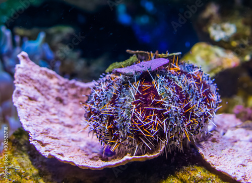 closeup of a pacific red pincushion urchin, popular tropical pet from hawaii