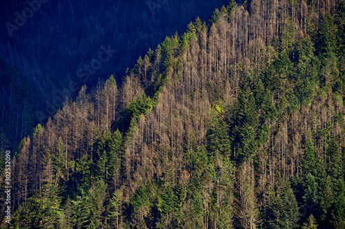 Bark beetle kills trees in Mt. Hood National Forest, Oregon. Trees stressed by less rainfall associated with Climate Change are more susceptible to beetle infestation.