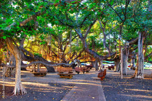 The famous Banyan Tree on Front Street in Lahaina on Maui.