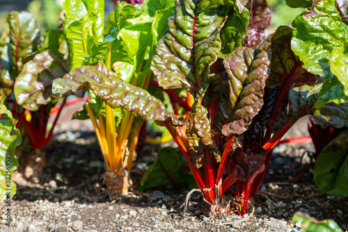 Swiss chard or beta vulgaris growing in dark soil. The stems of the long leaves are bright red and yellow. The vegetables are in a garden row. The ruby red plants have long crimson stems and veins. 