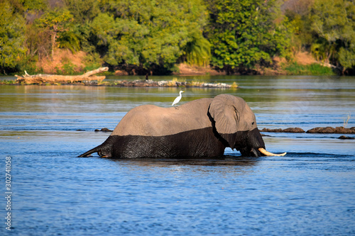 Elephant in the Zambezi River