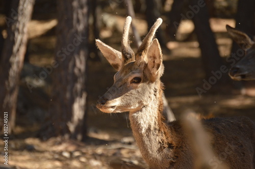 Gamo español