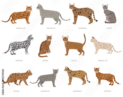 Wild cat type cats, ocelot crossbreeds, stripped. Domestic cat breeds and hybrids collection isolated on white. Flat style set