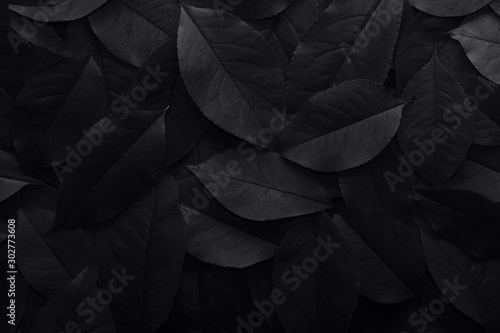 Black background. Background from autumn fallen leaves closeup. Black and white photo.