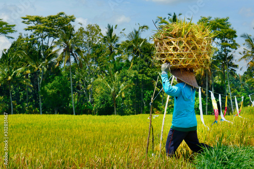 Balinese worker with bamboo hat harvesting rice, in rice field 