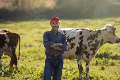 Farmer in his field caring for his herd of cows