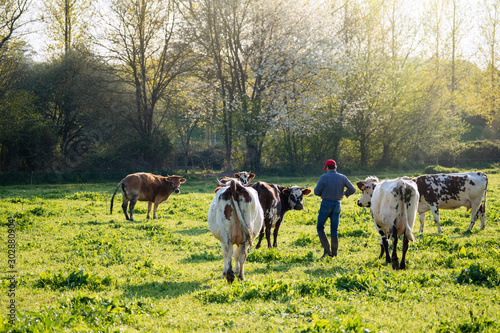 Farmer in his field caring for his herd of cows