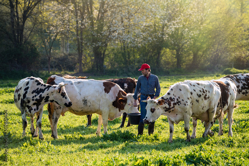 Farmer in his field caring for his herd of cows