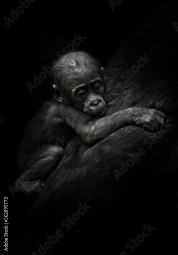 sad little cub. little gorilla kid clings to mother's coat. isolated black background.