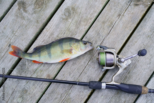 European perch close-up on a wooden pier and spinning. Perca fluviatilis