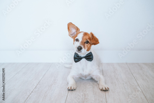 cute small jack russell dog lying on the floor and wearing a black elegant bow tie. Home, indoors