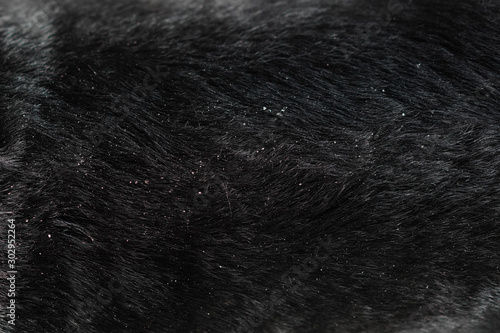 Close-up on dog hair dandruff