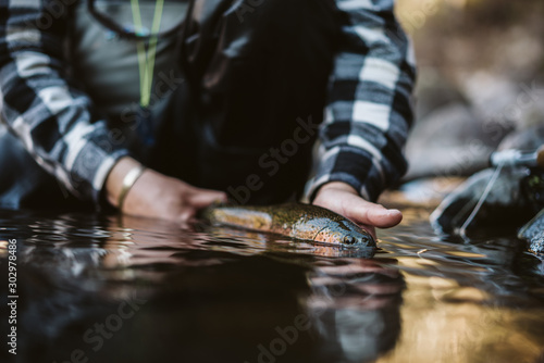 Rainbow Trout in Water