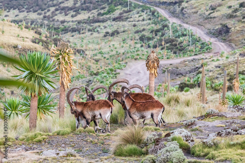 Group of Walia Ibex among giant lobelia in the Ethiopian highlands